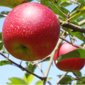 Shaanxi Fresh big red qinguan apple